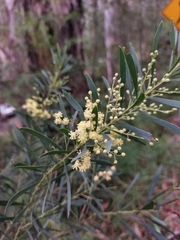 Acacia flocktoniae