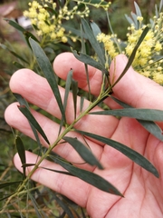 Acacia flocktoniae