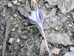 Crocus corsicus