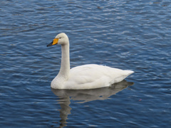 Cygnus cygnus