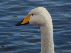 Cygnus cygnus