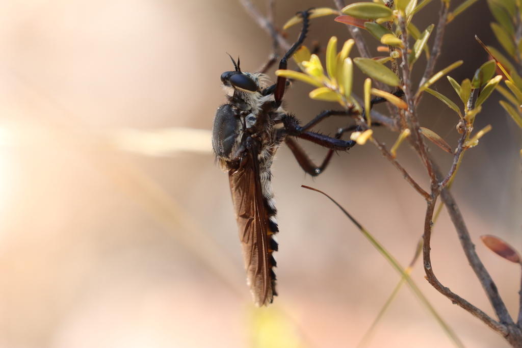Blepharotes rischbiethi