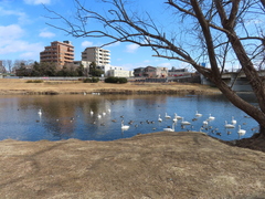 Cygnus cygnus