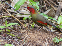 Liocichla ripponi