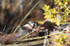 Blepharotes rischbiethi