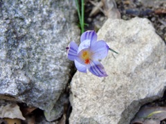 Crocus corsicus