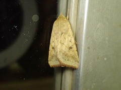 Helicoverpa armigera