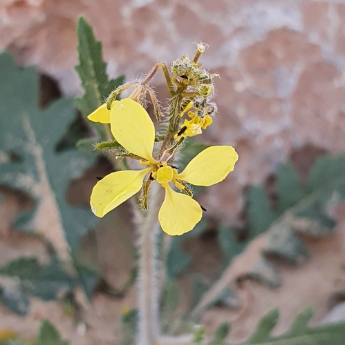 Diplotaxis virgata image