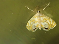 Potamomusa midas
