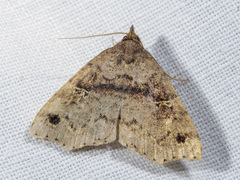 Lithilaria ossicolor