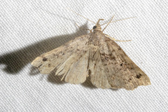 Lithilaria ossicolor