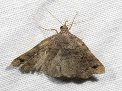 Lithilaria ossicolor