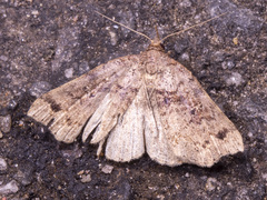 Lithilaria ossicolor