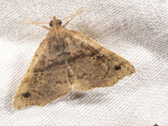 Lithilaria ossicolor