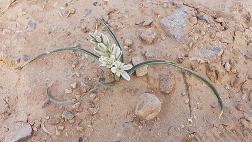Albuca amoena