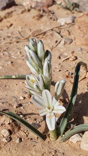 Albuca image