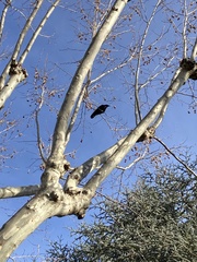 Corvus corone