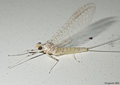 Maccaffertium modestum