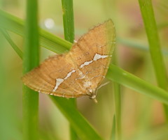 Chrysolarentia leucozona