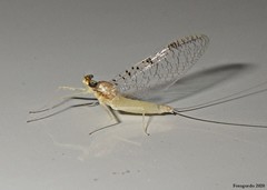 Leucrocuta maculipennis