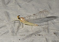 Leucrocuta maculipennis