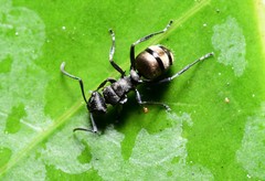 Polyrhachis mjobergi