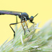 Dioctria hyalipennis - Photo (c) Ralph Martin, algunos derechos reservados (CC BY-NC-ND), uploaded by Ralph Martin