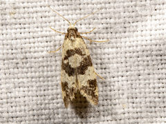 Lepidoscia characota