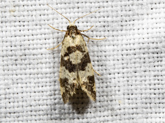 Lepidoscia characota