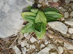 Ophrys fusca