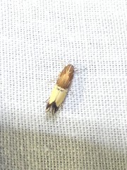 Labdia deliciosella