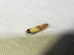 Labdia deliciosella