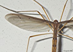 Pediciidae