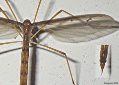 Pediciidae