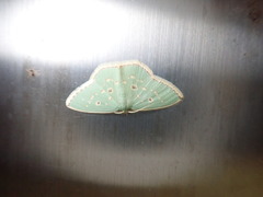 Comostola subtiliaria