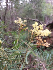 Acacia flocktoniae