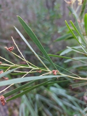 Acacia flocktoniae