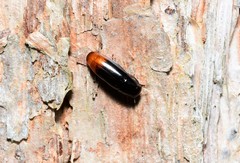 Pseudomorphini