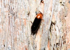 Pseudomorphini
