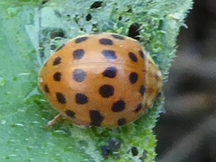 Henosepilachna sumbana