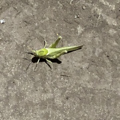 Ecphantus quadrilobus