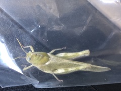 Ecphantus quadrilobus