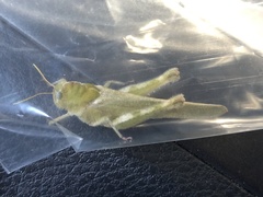 Ecphantus quadrilobus