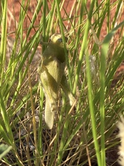 Ecphantus quadrilobus