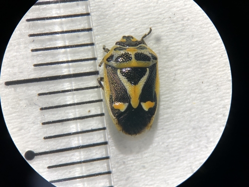 Eurydema gebleri