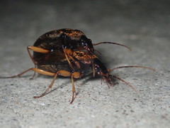 Chlaenius variicornis