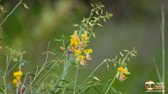 Crotalaria pallidicaulis
