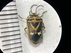 Eurydema gebleri