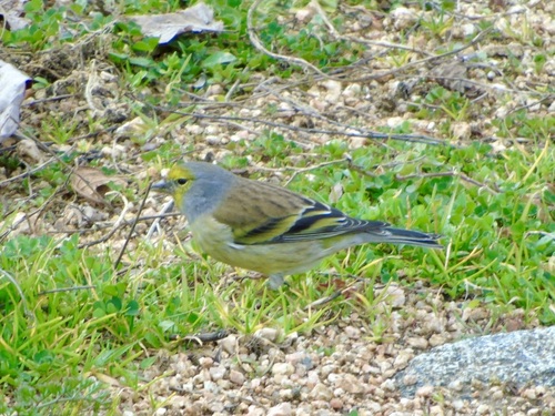Corsican Finch, 20112 Altagène, France, photo 7 of 10