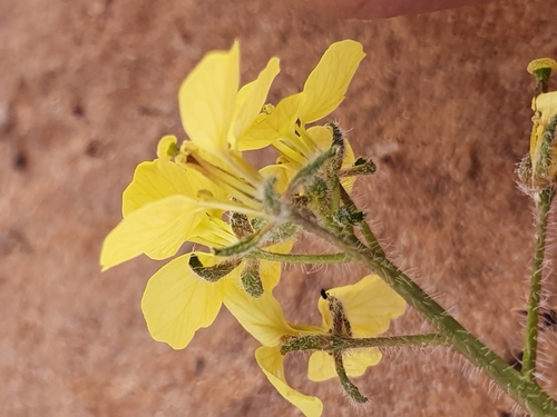 Image of Diplotaxis virgata by (c) Mehdi Chetibi, some rights reserved (CC BY)
